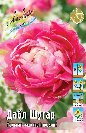 Тюльпан Дабл Шугар 11/12 1шт (КолЛайн) 2шт/уп