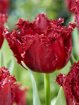 Тюльпан Версачи 1шт (КолЛайн) 8шт/уп