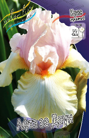 Ирис германский Афтэ Зе Даун 1шт (КолЛайн) 
