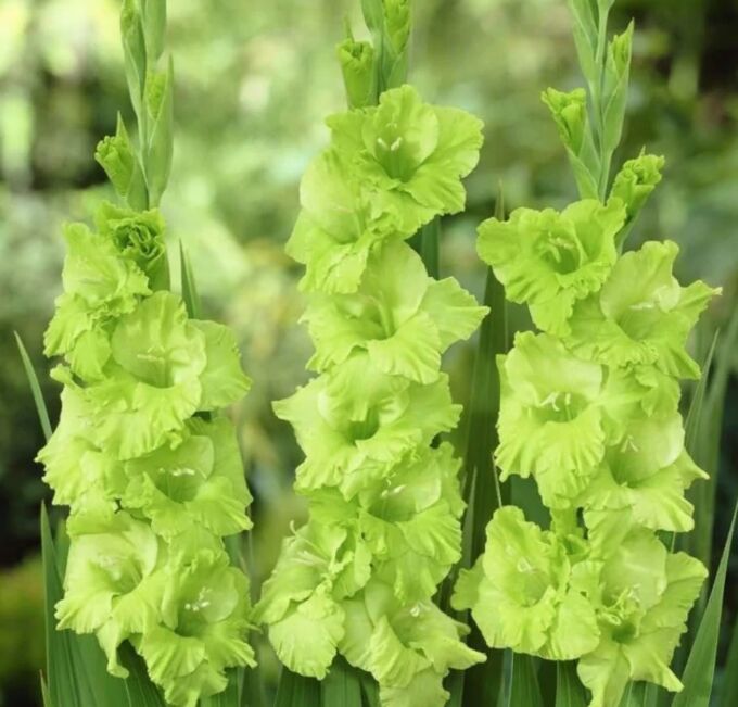 Гладиолус Мисс Грин 12/14 1шт (НК) 10шт/уп