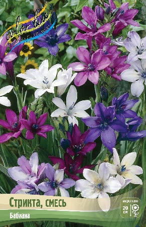 Бабиана Стрикта смесь 1шт 5/+(КолЛайн) 10шт/уп