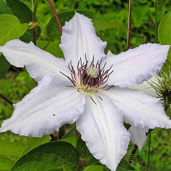 Клематис Сноу Куин 1шт (КолЛайн) 2шт/уп