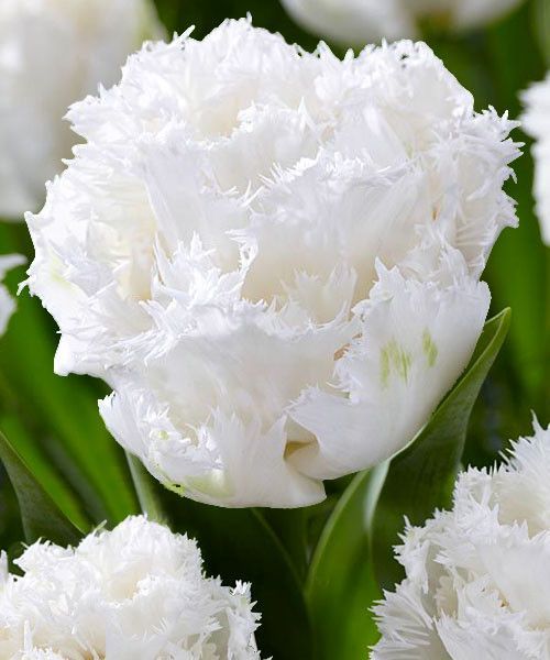 Тюльпан Уайт Айс 1шт (КолЛайн) 2шт/уп