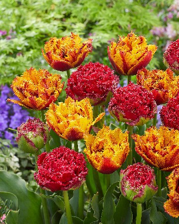 Тюльпан Салют смесь 1шт (КолЛайн) 5шт/уп