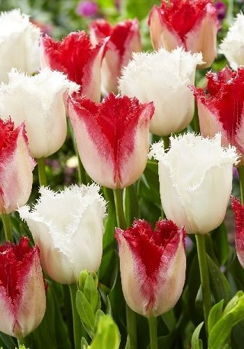 Тюльпан Фринджет Свит Микс 1шт (КолЛайн) 6шт/уп