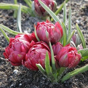 Тюльпан Тет а Тет 1шт (КолЛайн) 5шт/уп видовый