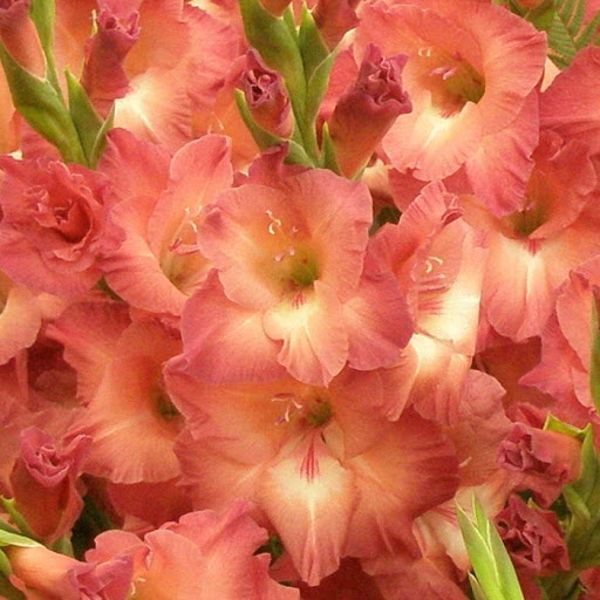 Гладиолус Индиан Саммер 10/12 1шт (КолЛайн) 8шт/уп