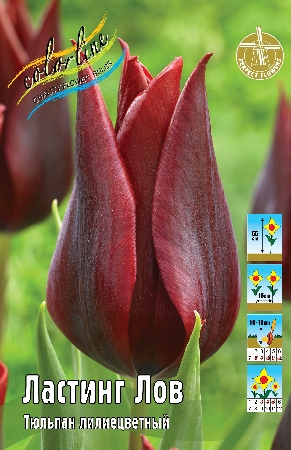 Тюльпан Ластинг Лов 1шт (КолЛайн) 7шт/уп лилиецветный