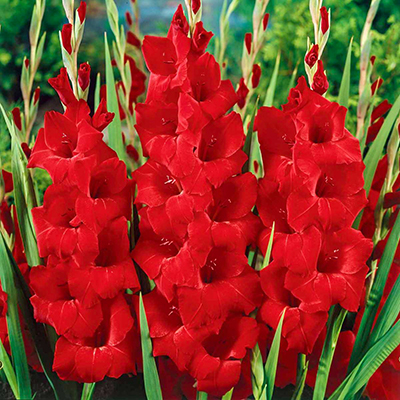 Гладиолус Оскар 14/16 1шт (КолЛайн) 5шт/уп