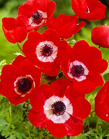 Анемона Голландия 1шт (КолЛайн) 5шт/уп