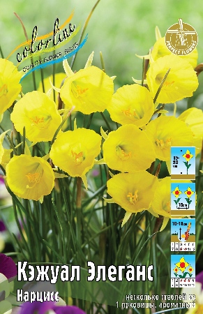 Нарцисс Кэжуал Элеганс 1шт (КолЛайн) 10шт/уп