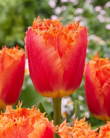 Тюльпан Огене 11/12 1шт (КолЛайн) 2шт/уп