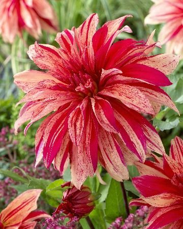 Георгина Вавилон Йеллоу Флеймд 1шт (КолЛайн)