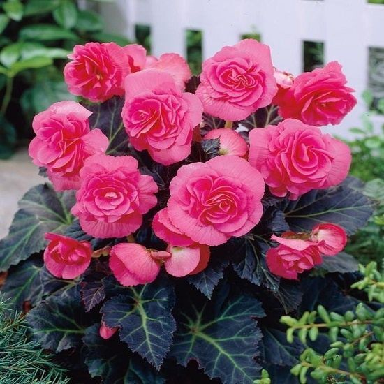 Бегония СУПЕРБА Розовая 1шт (КолЛайн) 3шт/уп