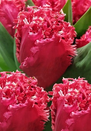 Тюльпан Ла Мур 11/12 1шт (КолЛайн) 7шт/уп