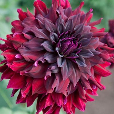 Георгина Рип Сити 1шт (КолЛайн)