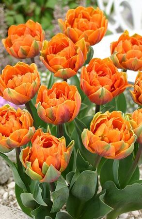 Тюльпан Дабл Оранж Элит 1шт (КолЛайн) 8шт/уп 