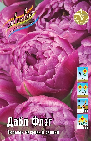 Тюльпан Дабл Флэг 11/12 1шт (КолЛайн) 3шт/уп