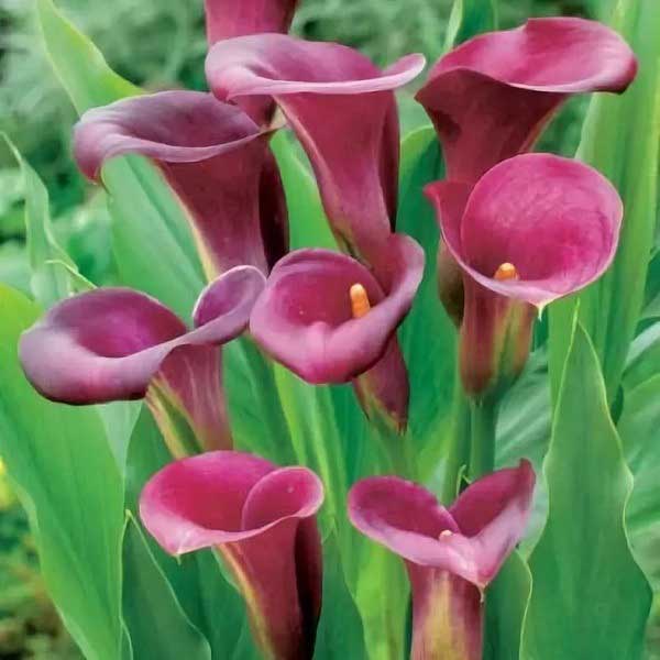 Калла Пурпл Сенсейшн 1шт (КолЛайн) 2шт/уп