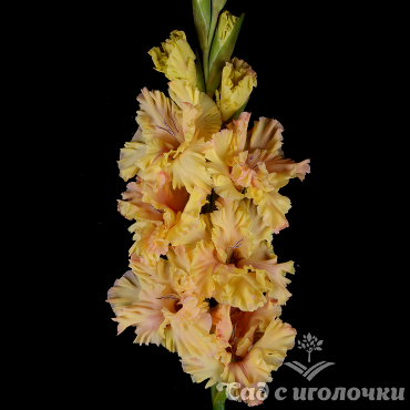 Гладиолус Неправильный мед 10/12 1шт (НК) 5шт/уп