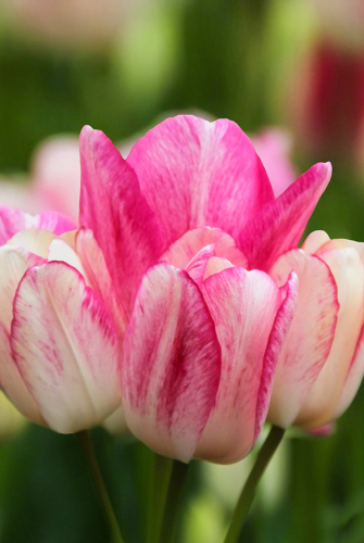 Тюльпан Дрим Клаб 11/12 1шт (Садовита) 7шт/уп