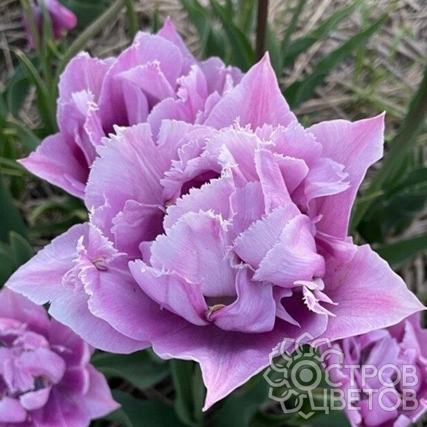 Тюльпан Грейт Барьер Риф 11/12 1шт (КолЛайн) 3шт/уп