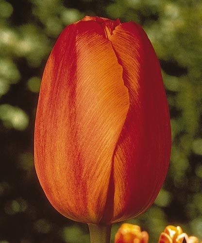 Тюльпан Авиньон 11/12 1шт (Садовита) 10шт/уп