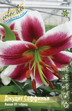 Лилия Джудит Саффинья 12/14 1шт (КолЛайн) 5шт/уп