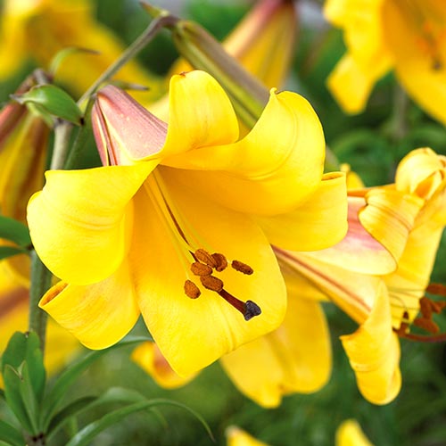 Лилия Голден Сплендор 12/14 1шт (КолЛайн) 5шт/уп желтая