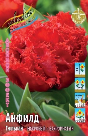 Тюльпан Анфилд 1шт (КолЛайн) 3шт/уп 