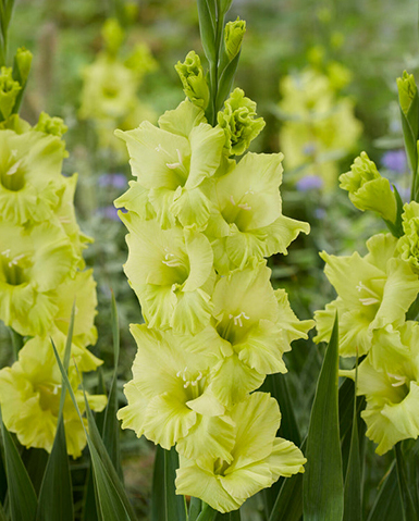 Гладиолус Кио 10/12 1шт (КолЛайн) 3шт/уп