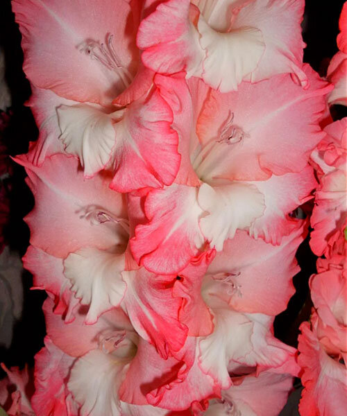 Гладиолус Хеопс 10/12 1шт (КолЛайн) 8шт/уп