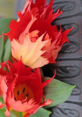 Тюльпан Лео 1шт (КолЛайн) 5шт/уп