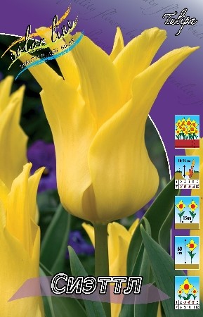 Тюльпан Сиэттл 1шт (КолЛайн) 7шт/уп лилиецветный