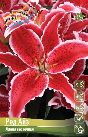 Лилия Ред Айз 13/14 1шт (КолЛайн) 5шт/уп