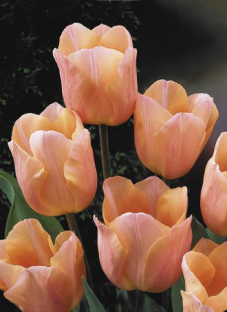 Тюльпан Априкот Фокс 11/12 1шт (Садовита) 8шт/уп