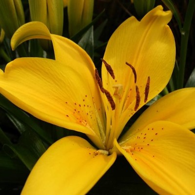 Лилия Тайни Би 10/12 1шт (КолЛайн) 2шт/уп