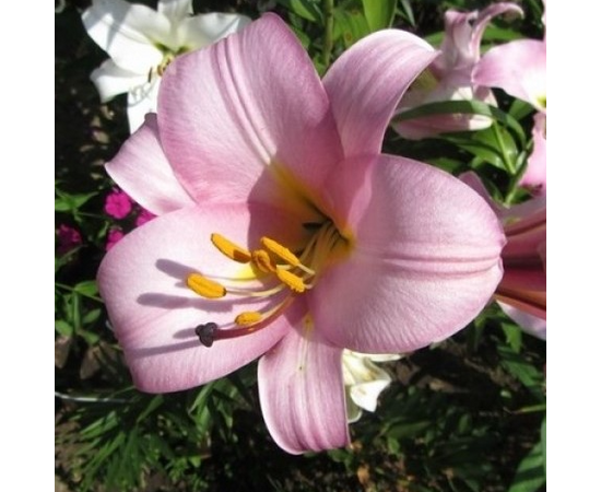 Лилия Пинк Планет 12/14 1шт (КолЛайн) 5шт/уп