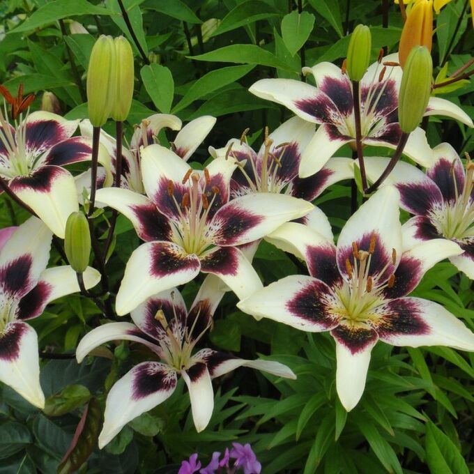 Лилия Патриция Прайд 12/14 1шт (Садовита) 5шт/уп