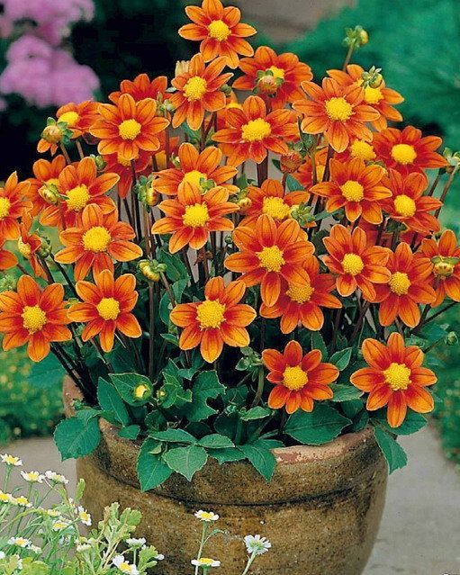 Георгина Топ микс Оранжевый 1шт (КолЛайн)