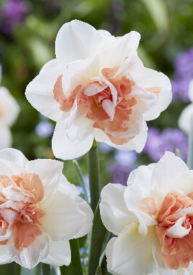 Нарцисс Пинк Перформанс 1шт (КолЛайн) 3шт/уп