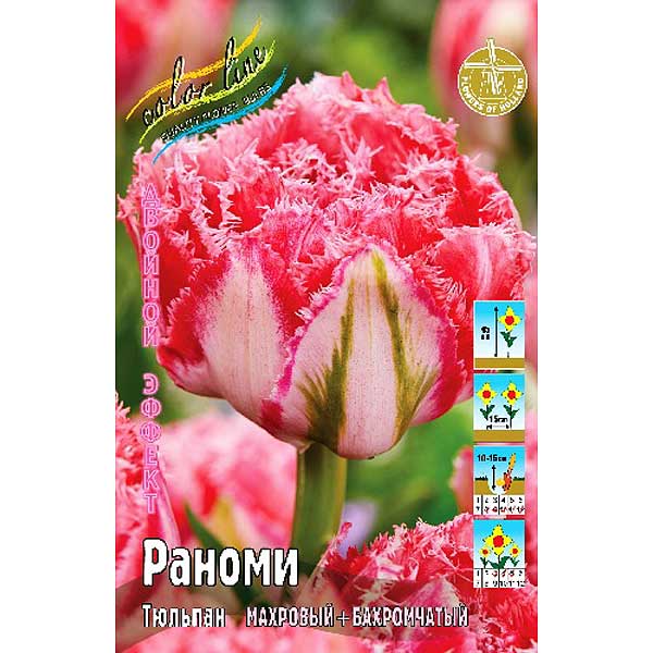 Тюльпан Раноми 1шт (КолЛайн) 2шт/уп