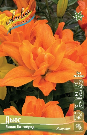 Лилия Дьюс 12/14 1шт (КолЛайн) 2шт/уп