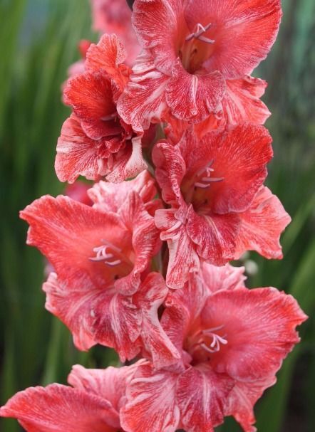 Гладиолус Вабенне 10/12 1шт (КолЛайн) 8шт/уп