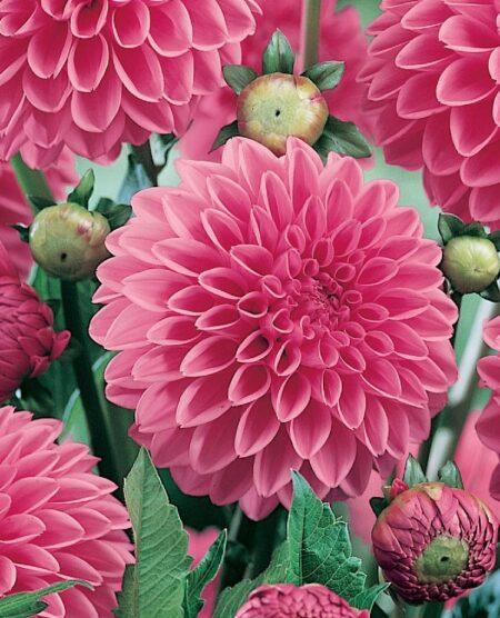 Георгина Сандра 1шт (КолЛайн)