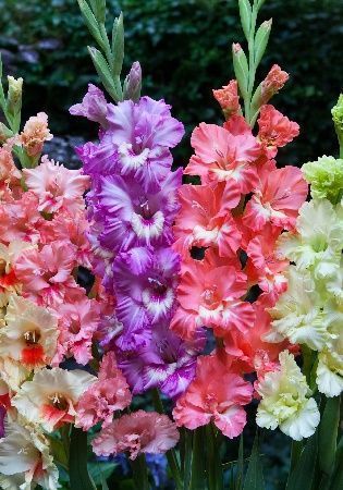 Гладиолус Фриззлд Микс 1шт 10/12 (КолЛайн) 8шт/уп