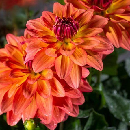 Георгина Гэллери Матисс 1шт (КолЛайн)