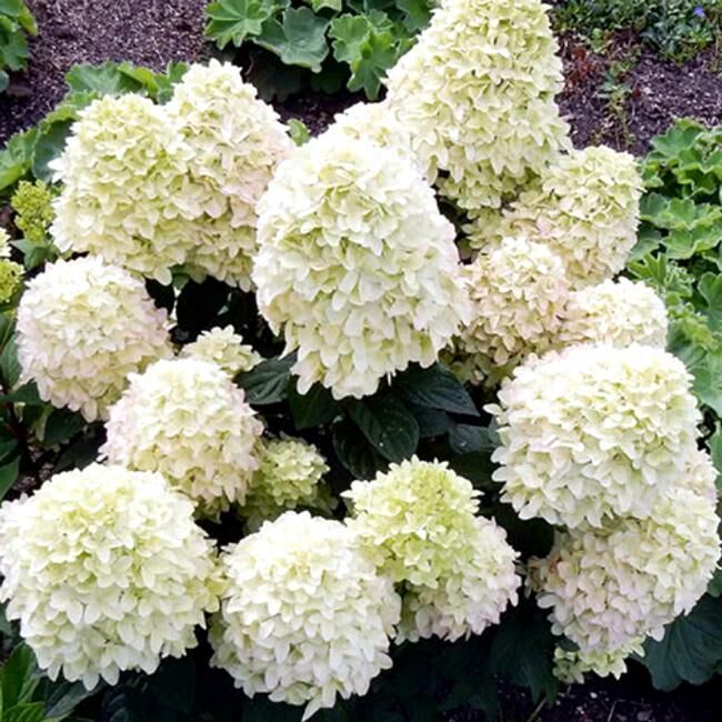 Гортензия Коттон Крем Метельчатая 1шт (КолЛайн)