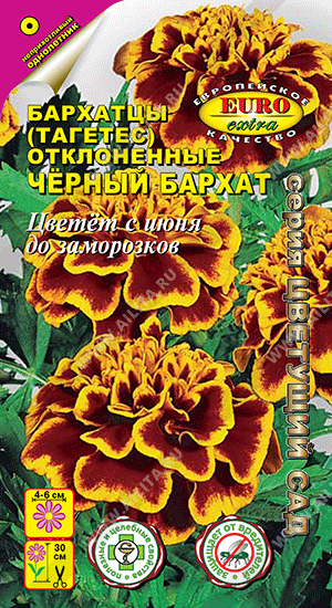 Бархатцы Черный бархат 0,1г ц/п (Аэлита) 30см/6см