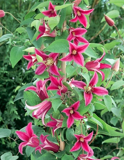 Клематис Принцесса Диана 1шт (КолЛайн)